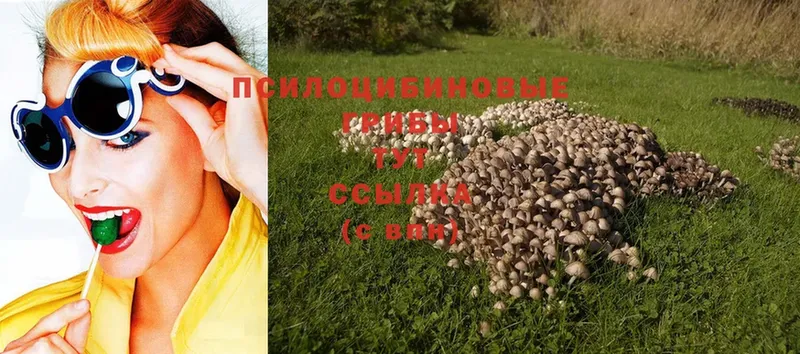 Галлюциногенные грибы Cubensis  Енисейск 